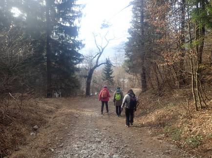 3 proti bohinjski beli